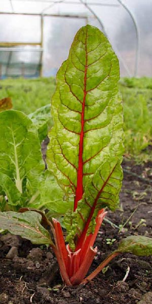 Salad leaves
