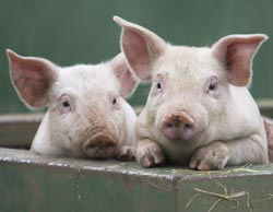 Pigs