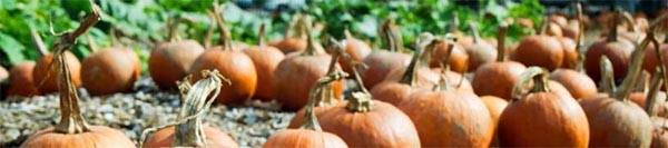 Pumpkins Pumpkins