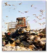 Food waste