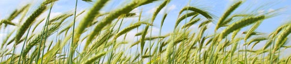 Wheat Wheat