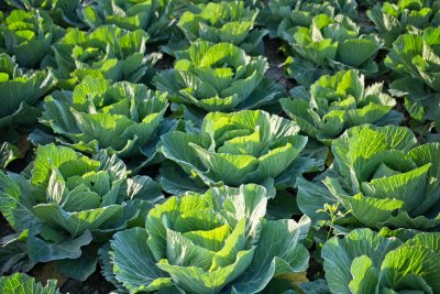 A field of cabbages. Credit: Mark Veldman from Pexels