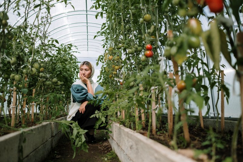 A gardener with tomato plants. Credit: cottonbro | Pexels