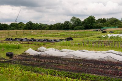 A glimpse of GROW's impressive 6-acre food growing site in Barnet. Copyright: Harry Mitchell