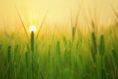 Barley. Credit: Pexels