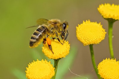Bee. Credit: Pexels