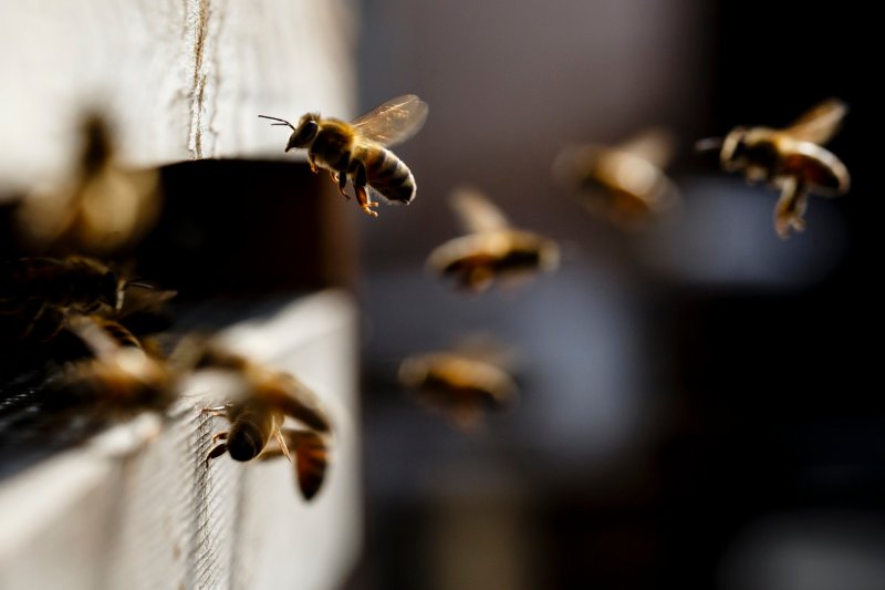 Bees. Credit: Miles Wilis