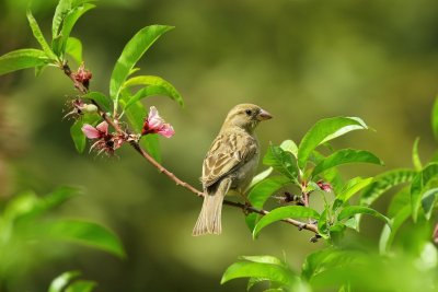 Bird. Credit: Daniyal Ghanavati | Pexels