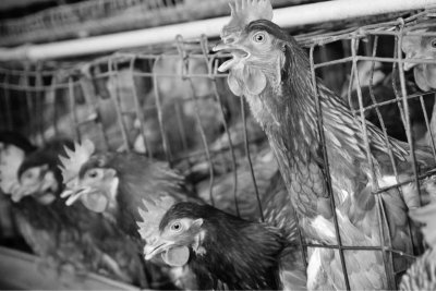 Caged hens. Credit: Sandeep Subba