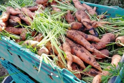 Carrots Canelside CSA. Credit: Vicki Hird | Sustain