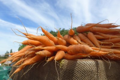 Carrots. Credit: Sarah Hannant | Sustain