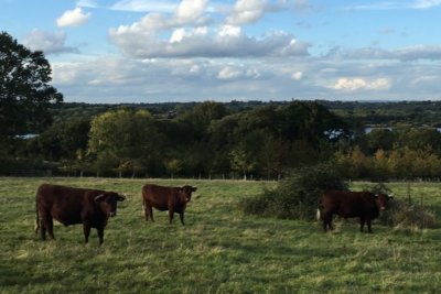 Native Sussex cattle grazing in High Weald pasture. Credit: James Woodward