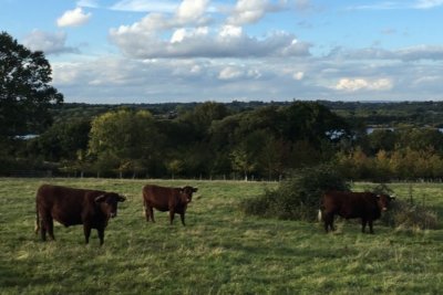 Cattle in pasture. Credit: James Woodward