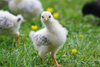 Chicken. Credit: Achim Bongard | Pexels