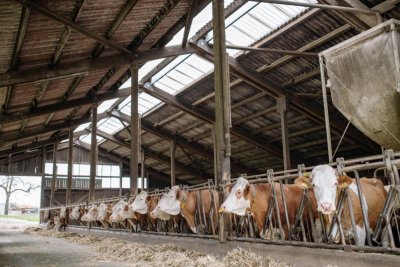Cows in barn. Credit: Yan Krukov | Pexels