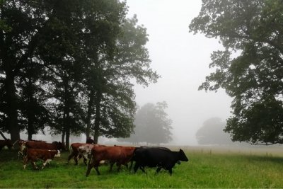 Cows moved to fresh pasture. Credit: Vicki Hird | Sustain