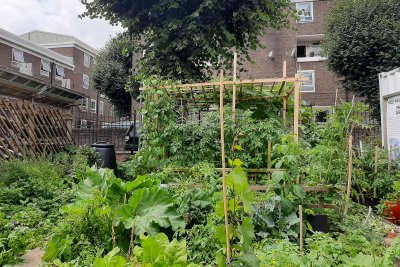 Edible garden in East London. Credit: Sofia Parente