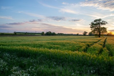 Field in Oxfordshire. Credit: Simon Godfrey unsplash