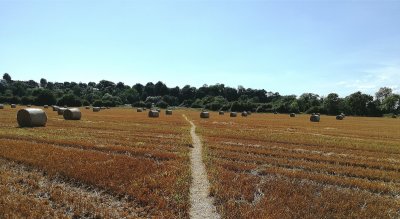 field with path and woodland . Credit: vicki hird