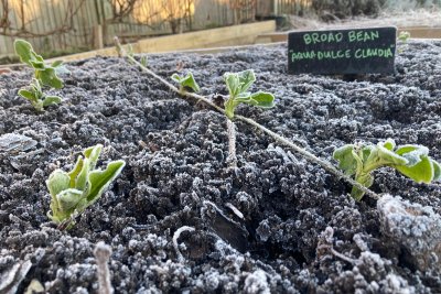 Frosty Allotment. Credit: Chris Murphy