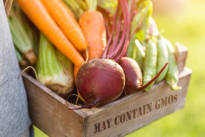 genetically modified vegetables in a crate. Credit: Beyond GM