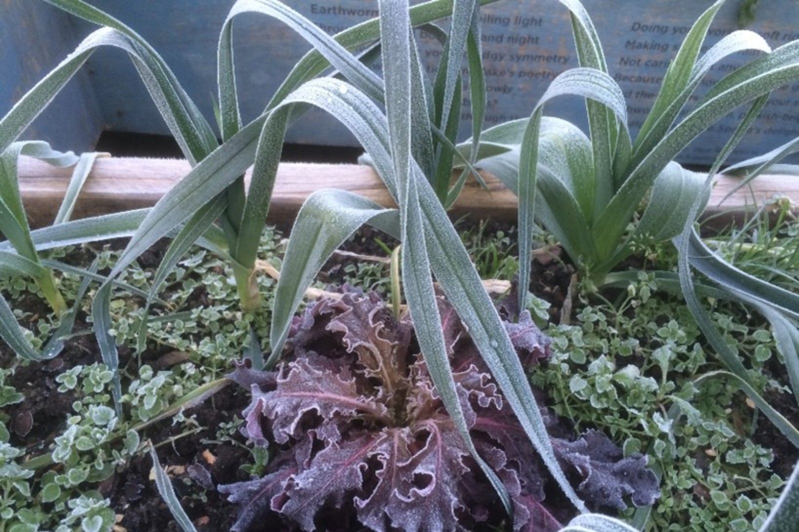 Preparing to grow autumn and winter veg Capital Growth