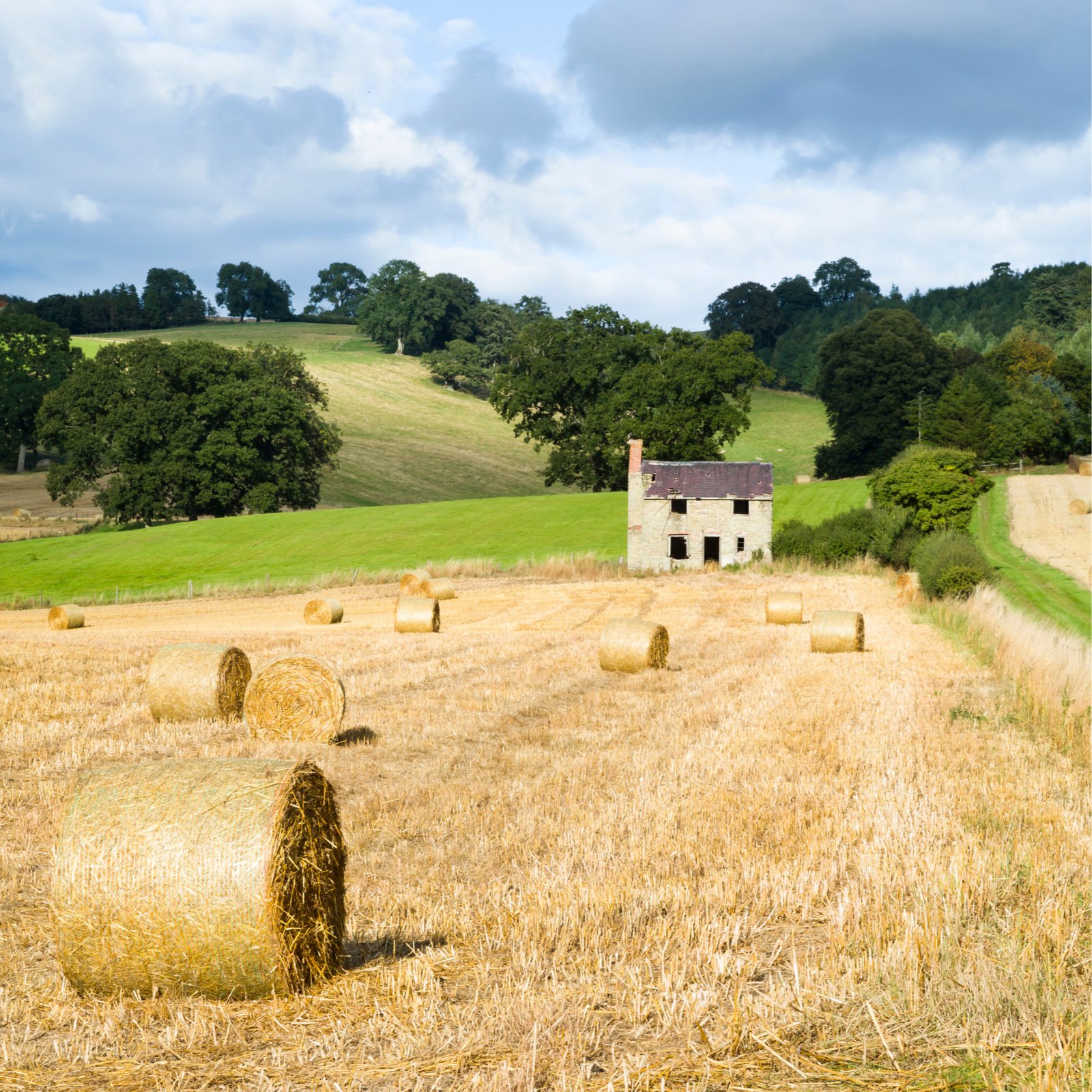 Hay bales in a field in Shropshire, UK. Credit: Credit: Paul Maguire / Shutterstock