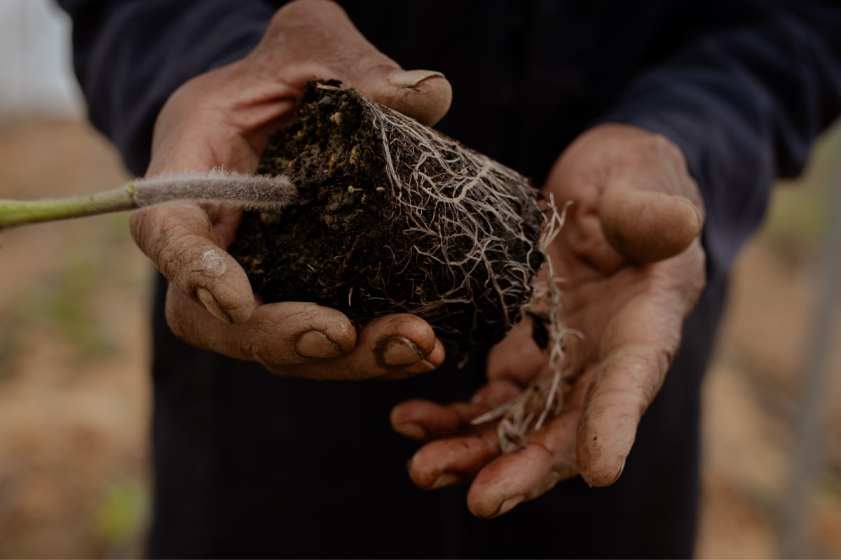 Plant roots. Credit: Woodland Farm, Phoebe Davies for Culture Roots Collective