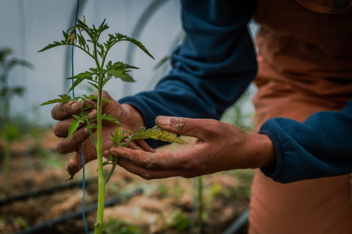 A sapling being nurtured by hands at Woodland Farm . Credit: Phoebe Davies | Culture Roots Collective
