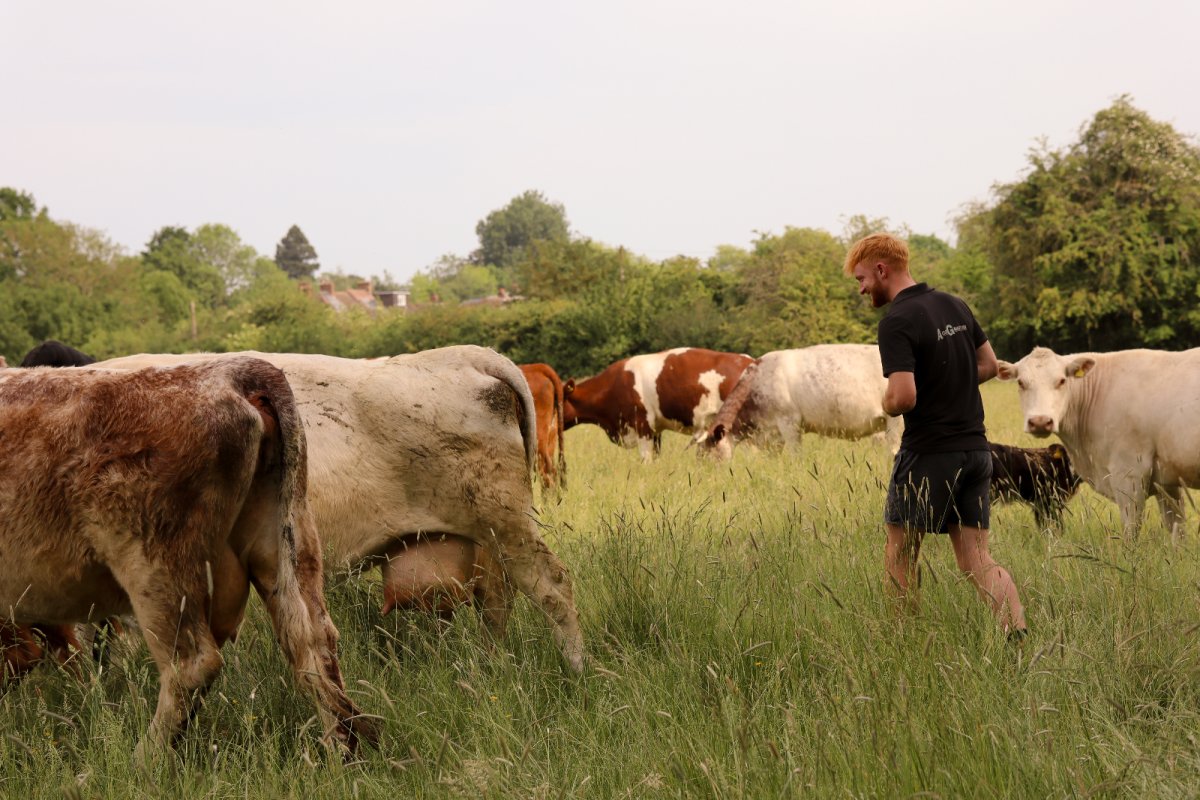 A farmer and cows in a field. Credit: GroundSchool