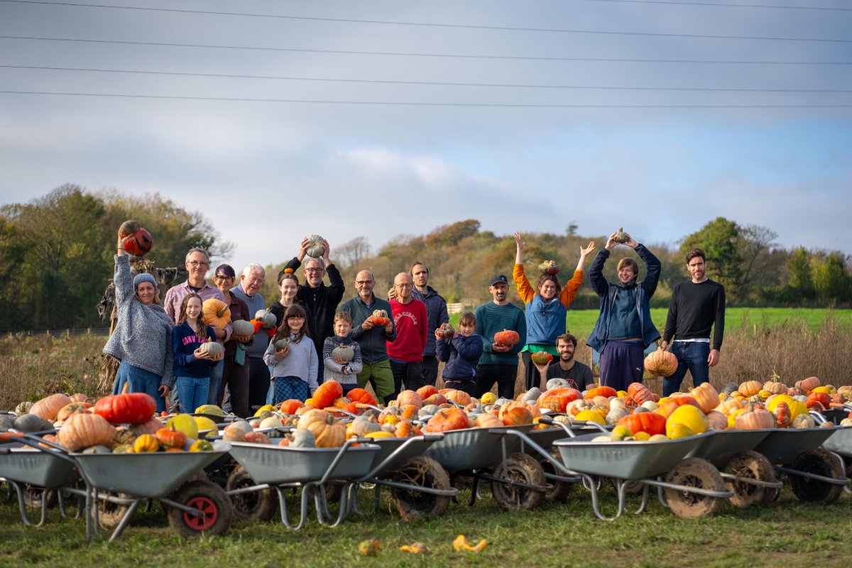 Volunteers gleaning pumpkins at Sompting Pumpkins, Sussex. Copyright: Caleb Yule, Stories of Note