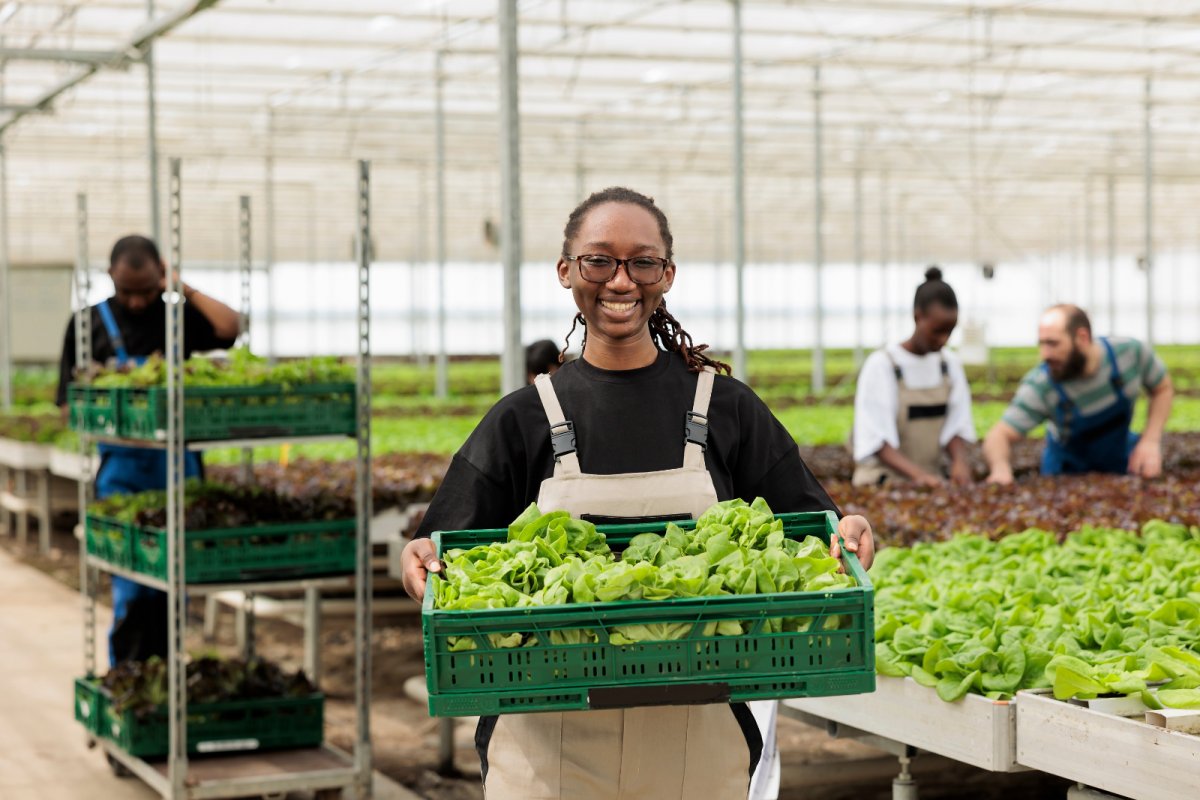 Agricultural worker posing with fresh batch of hand picked lettuce Copyright: DC Studio | shutterstock