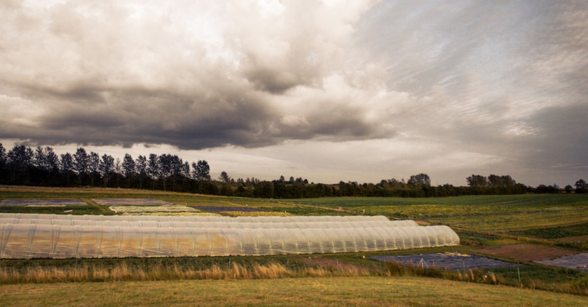 Local Food Plan - polly tunnels. Credit: Rachel Jones