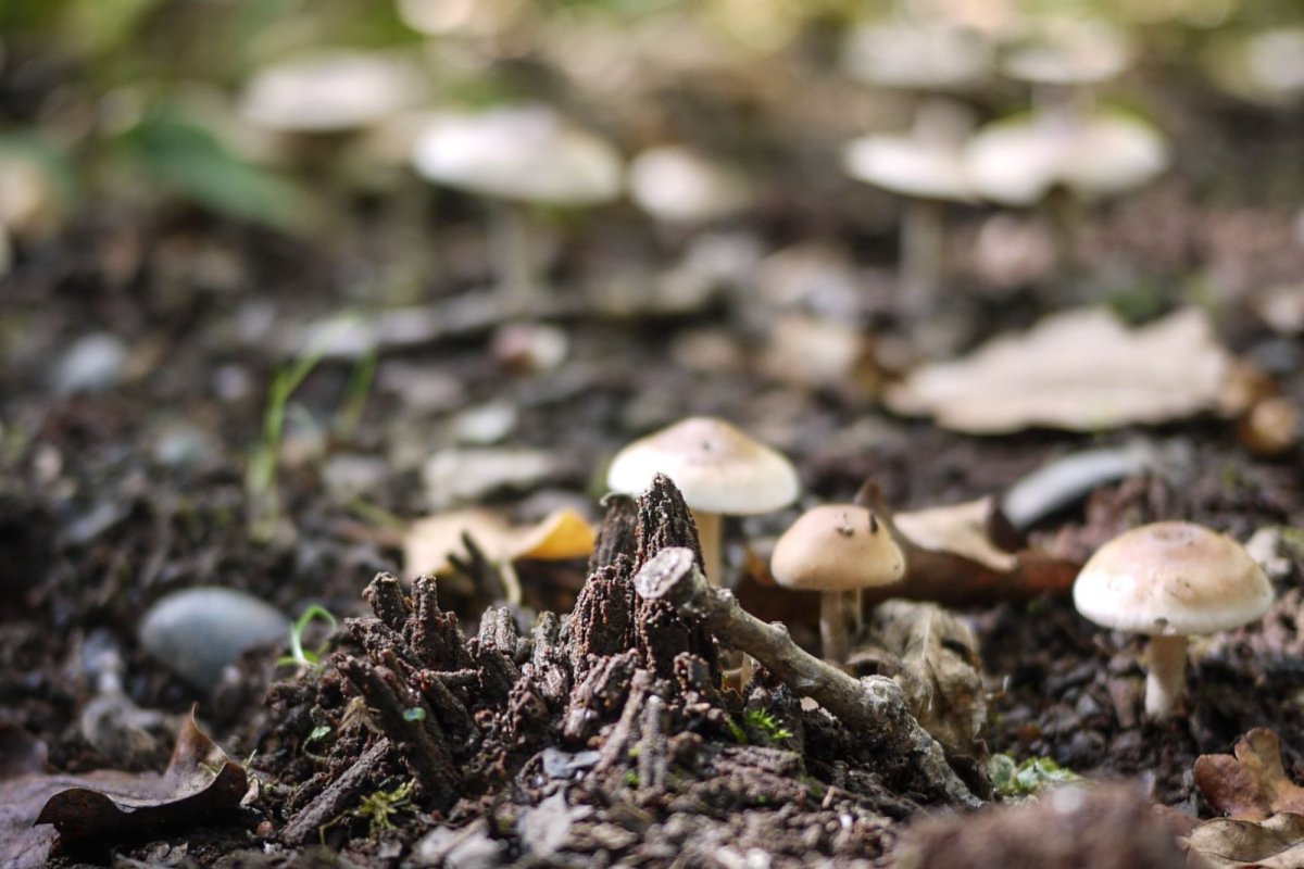 Mushroom Mycelium. Credit: Canva
