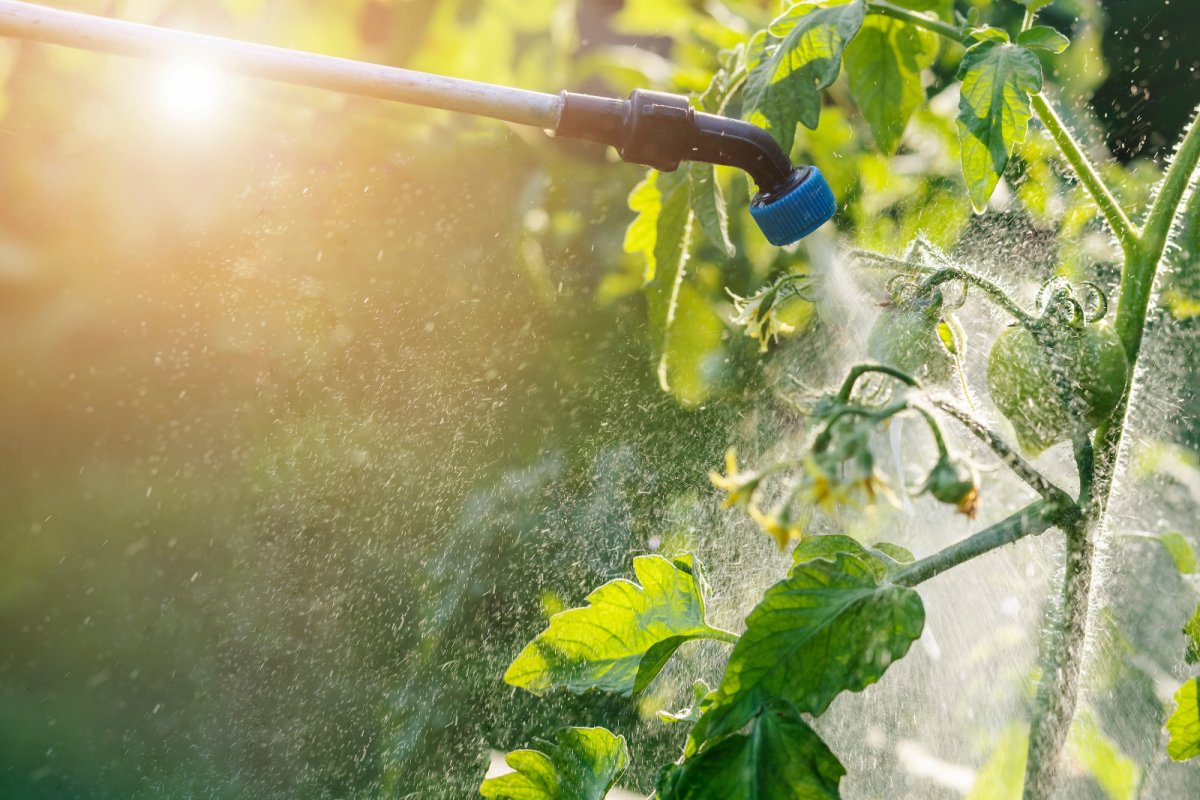 Pesticide being sprayed on tomato plant. Credit: Mariana Serdynska: Shutterstock