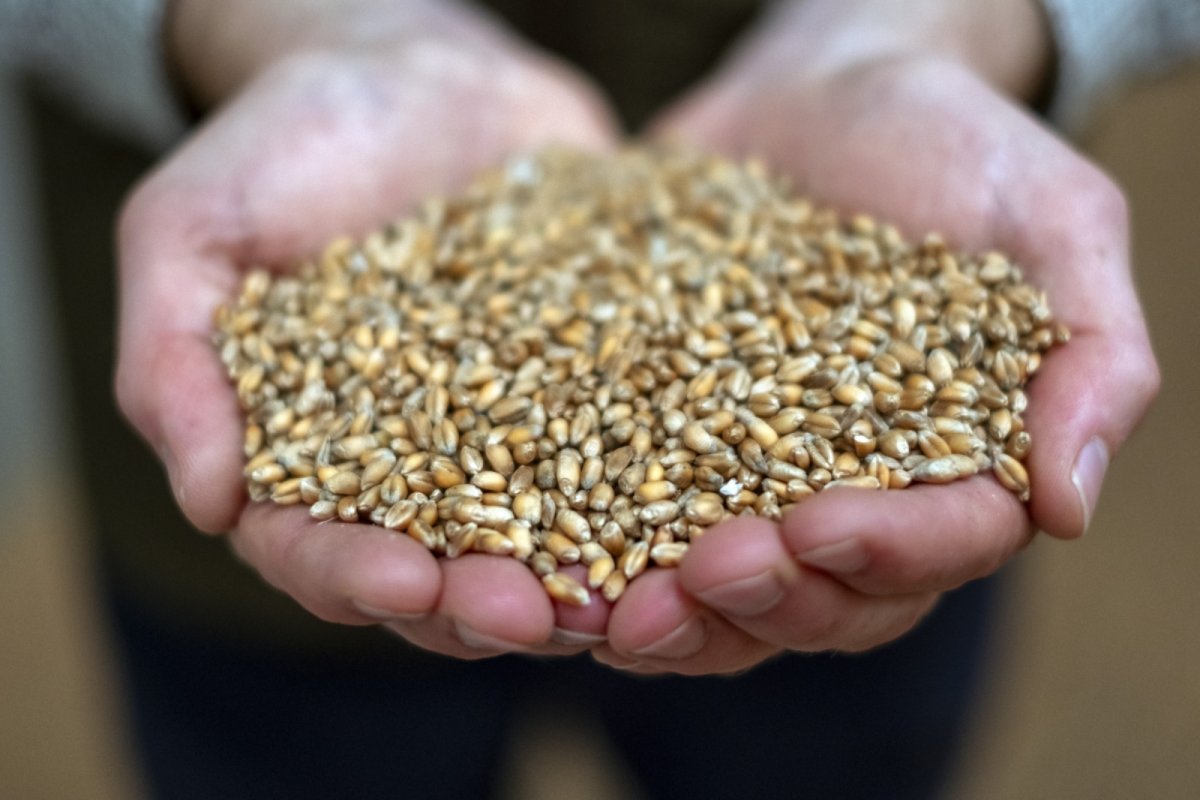 Denby Hall Farm population wheat. Copyright: Tessa Bunney