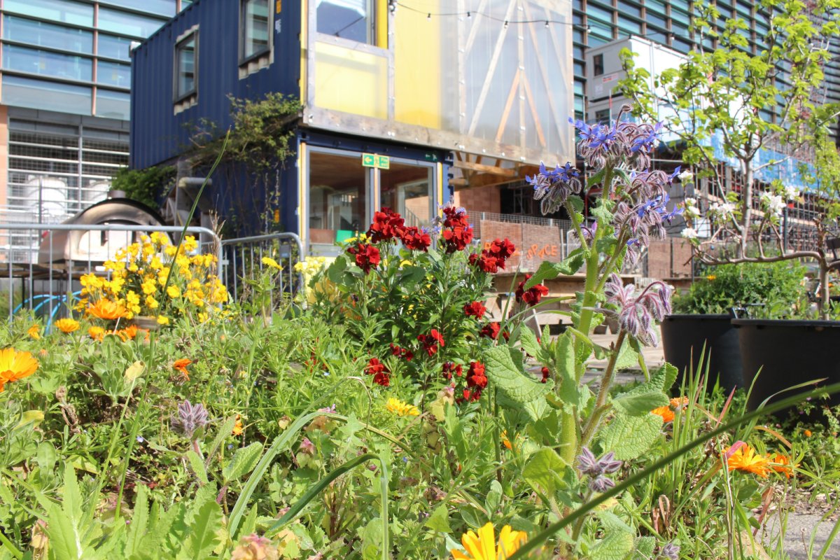 Urban garden with shipping container classroom and flowers. Credit: Jillian Linton | Global Generation