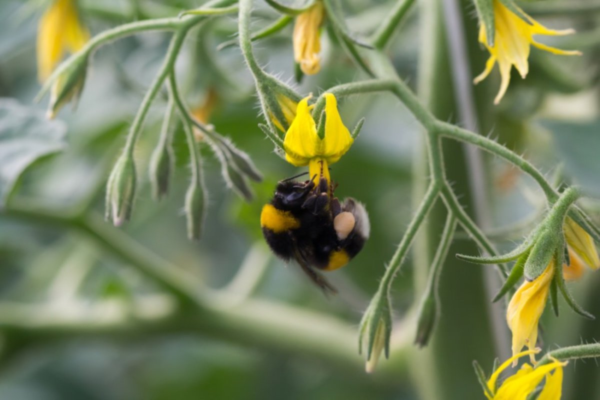 Bumblebee pollinating flowers in a greenhouse tomato crop . Credit: Ajcespedes