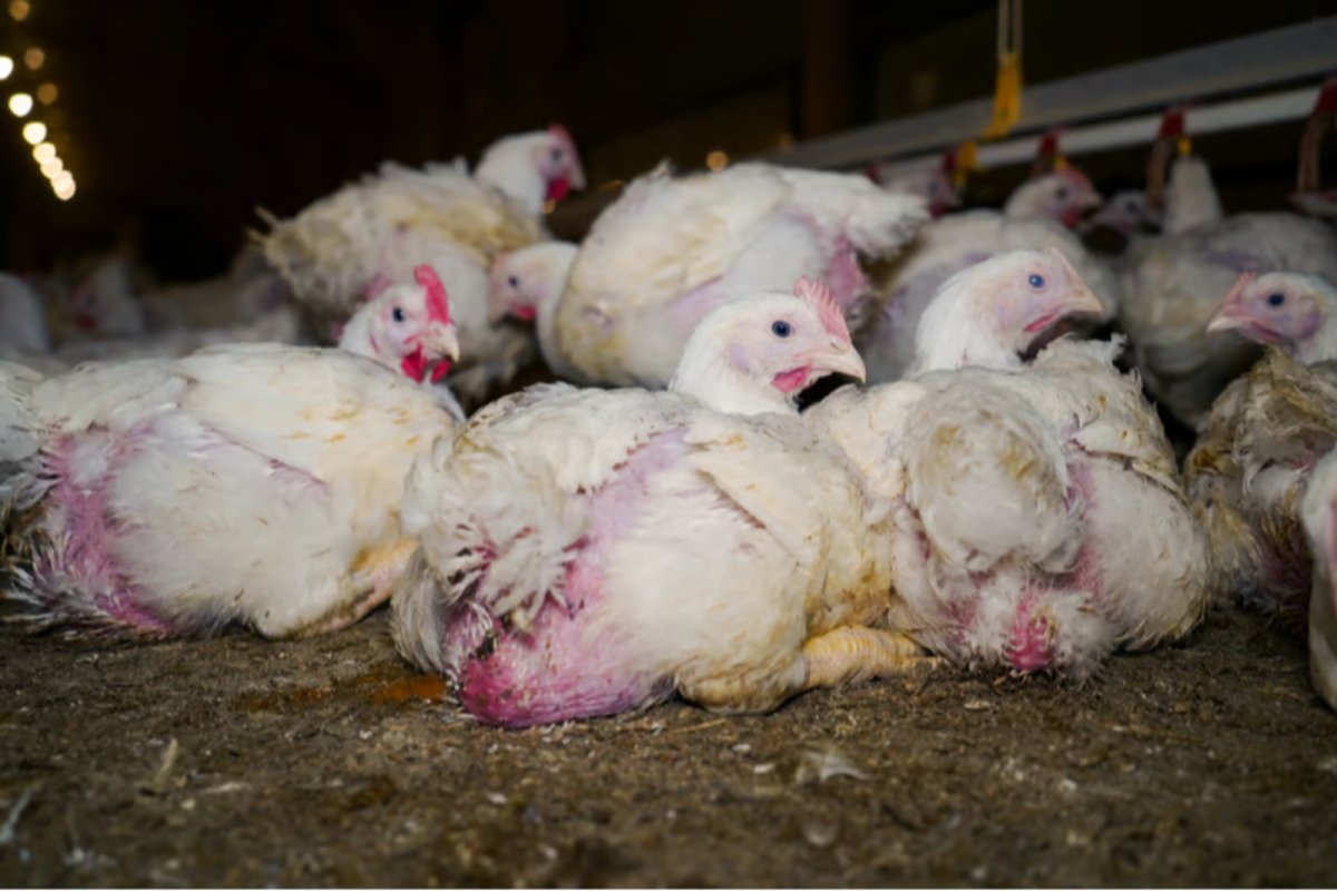 Battery chickens in an intensive livestock unit. Copyright:  World Animal Protection / Tracks Investigation