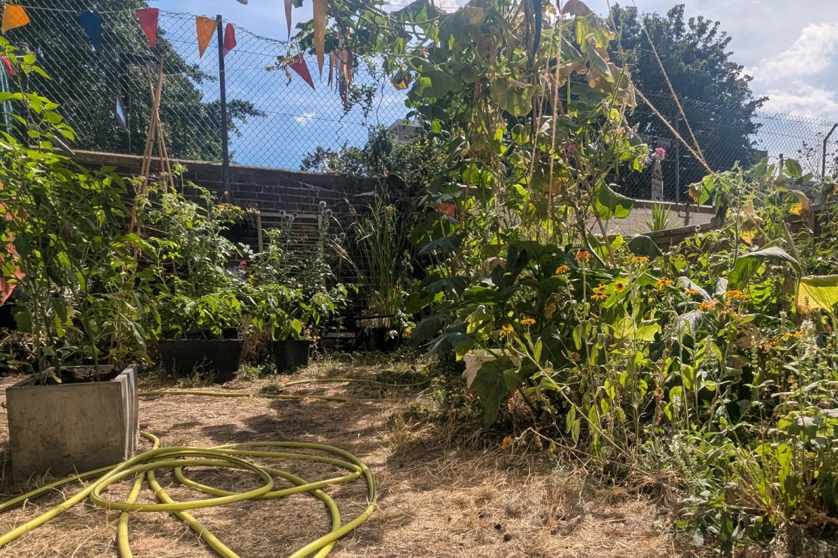 Garden with hosepipe in drought conditions. Credit: Lula Wattam