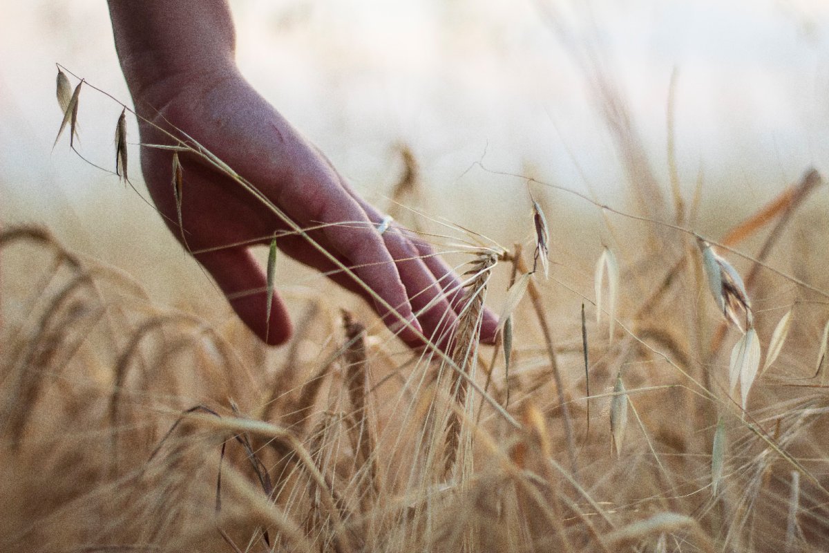 In the field. Credit: Panosbp, Pexels license