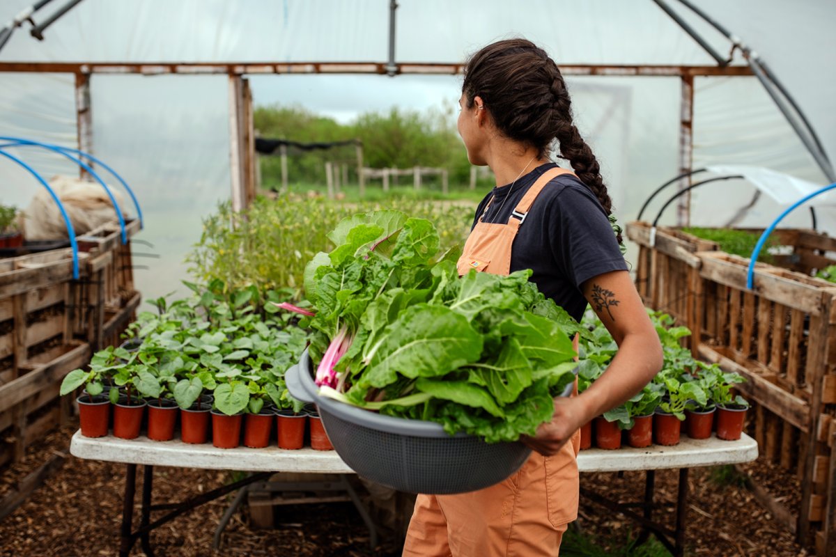 Woodland Farm. Credit: Phoebe Davies / Culture Roots Collective