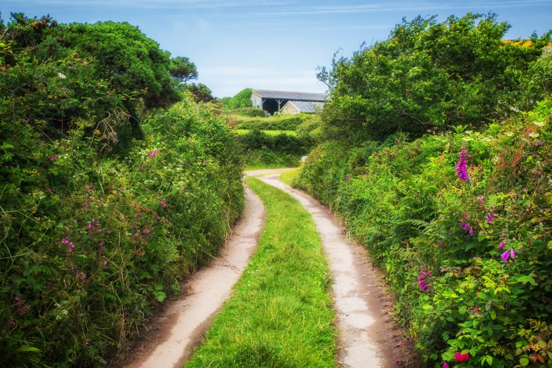 A farm track and wild hedgerows. . Credit: Paul Nash: Shutterstock
