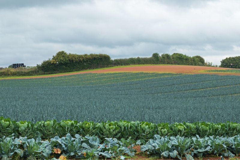 Organically grown leek crop in a Devon field, with cabbage and sprout plants in the foreground. Copyright: pjhpix | istock