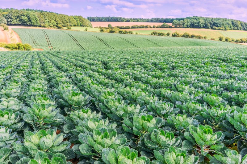 Rows of cabbages ready for picking. Copyright: GordonBellPhotography | istock