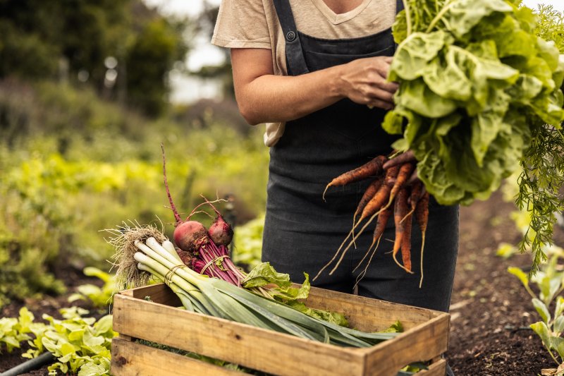 TALC supports agroecological farming practices.. Credit: Jacob Lund: Shutterstock