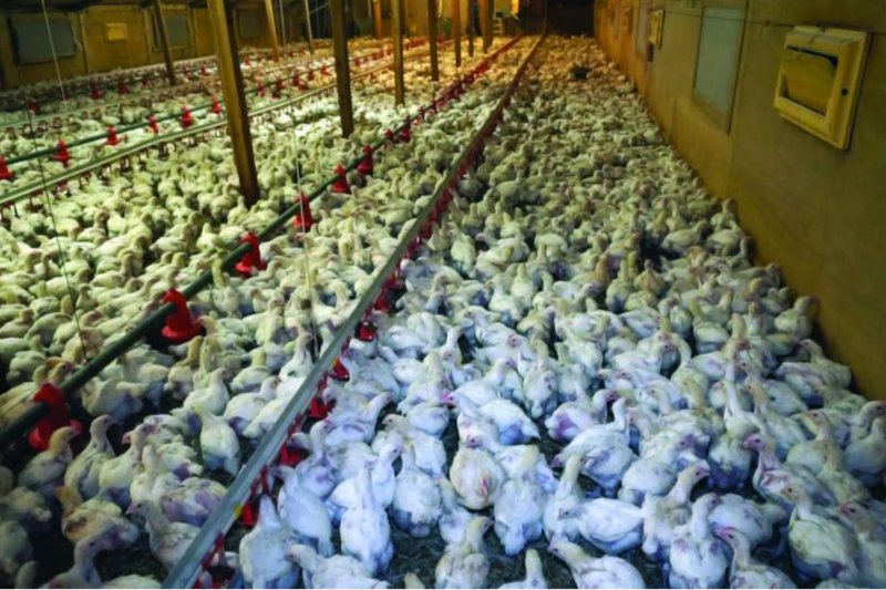 Intensive chicken shed in Suffolk. Credit: Animal Justice