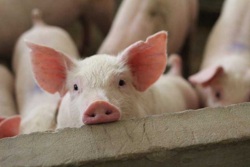 A group of pigs. Credit: CHIRATH PHOTO: Shutterstock