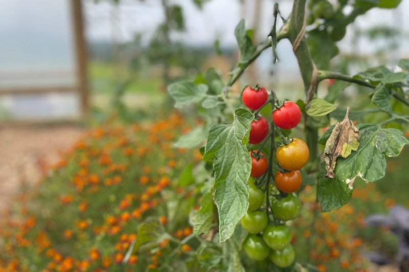 Tomatoes on a peri-urban farm. Credit: Sarah Williams