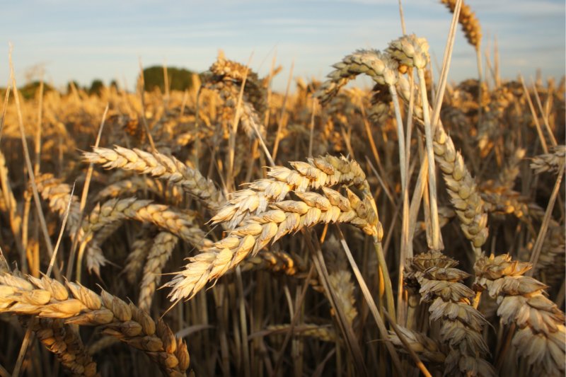 Great grains?. Credit: www.realbreadcampaign.org CC-BY-NC-SA-4.0